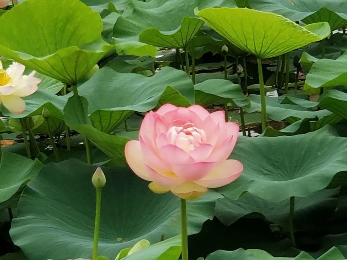 微信图片_20200717154630.jpg 微信图片_20200717154630.jpg