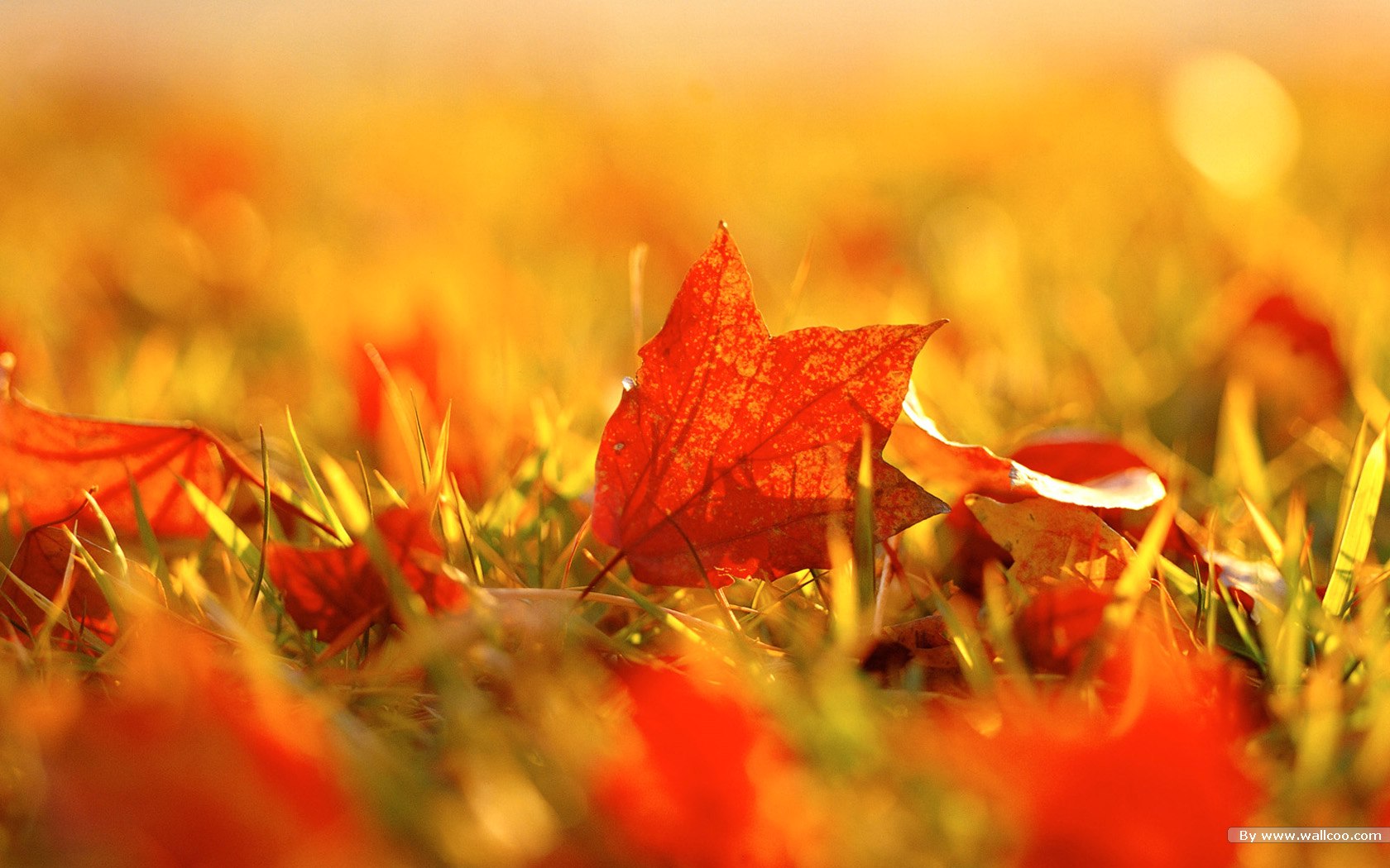 nature_081006_autumn_golden_season_18635_11.jpg nature_081006_autumn_golden_season_18635_11.jpg