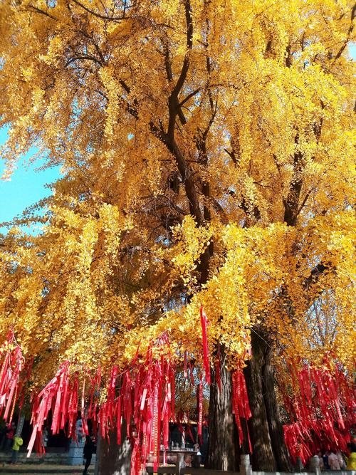 微信图片_20200914152719.jpg 微信图片_20200914152719.jpg