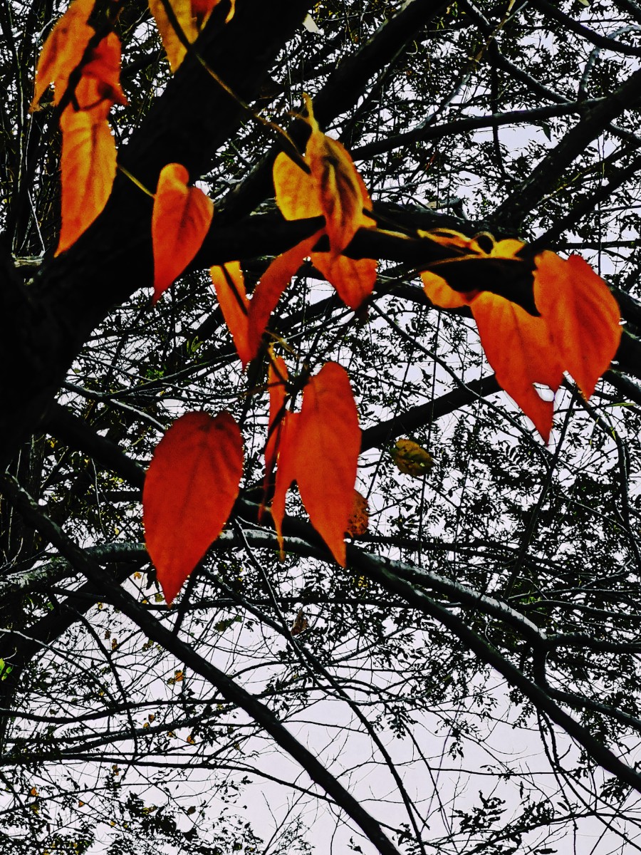 IMG_20201112_165654-01.jpeg