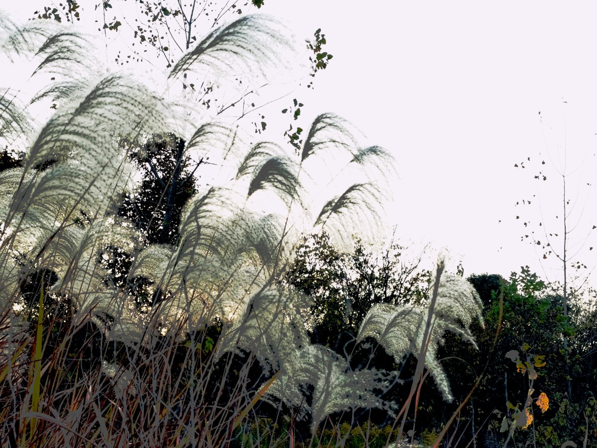IMG_20201112_164215-01.jpeg