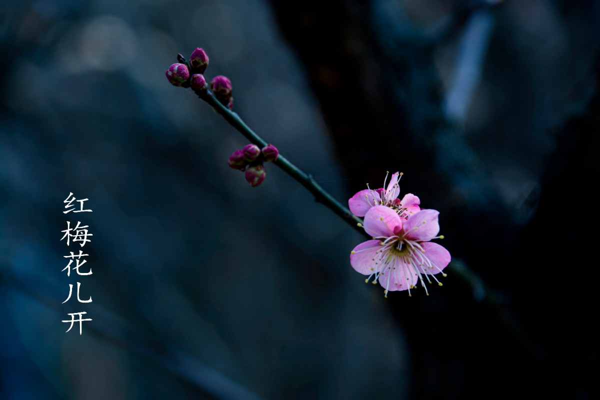 _DSC9782a.jpg