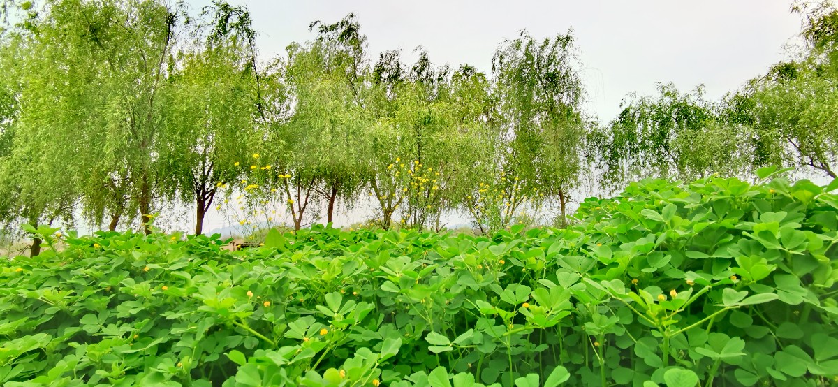 微信图片_20210414134115.jpg 微信图片_20210414134115.jpg