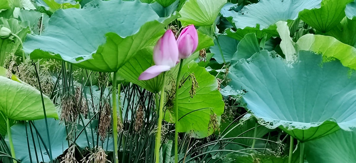 微信图片_20210703064404.jpg