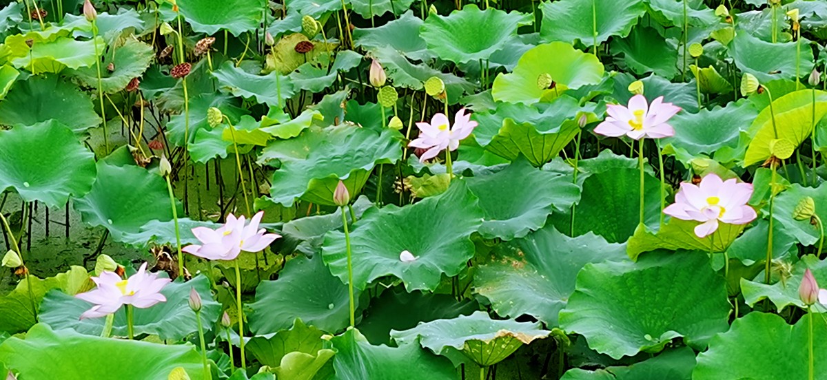 微信图片_20210902135532.jpg 微信图片_20210902135532.jpg