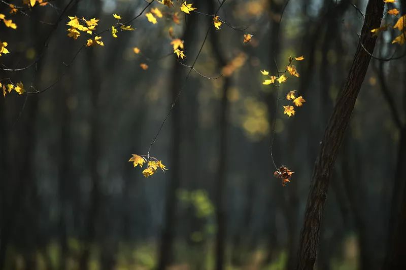 src=http___5b0988e595225.cdn.sohucs.com_images_20190930_ec210cb43b03490890f985499a013b01.jpeg&refer=http___5b0988e595225.cdn.sohucs.jpg