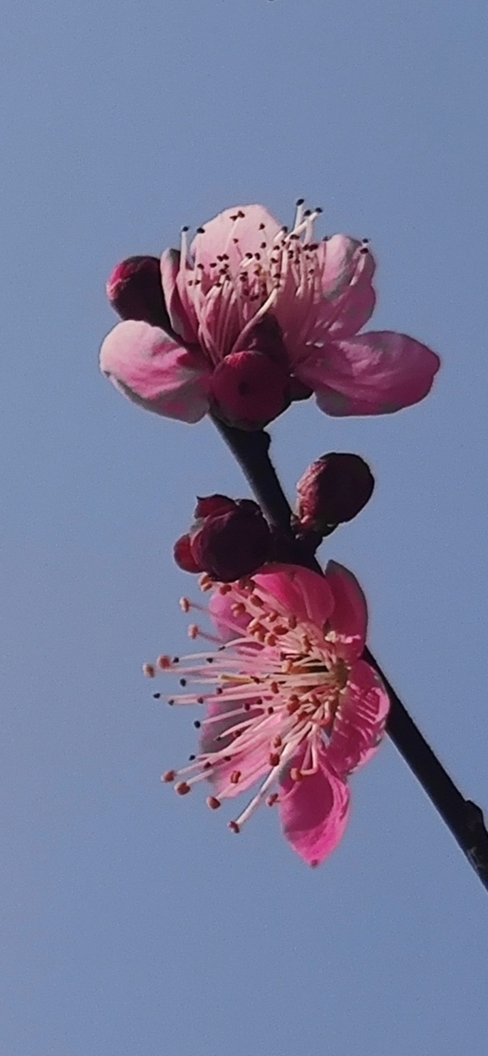 IMG_20220301_015007.jpg