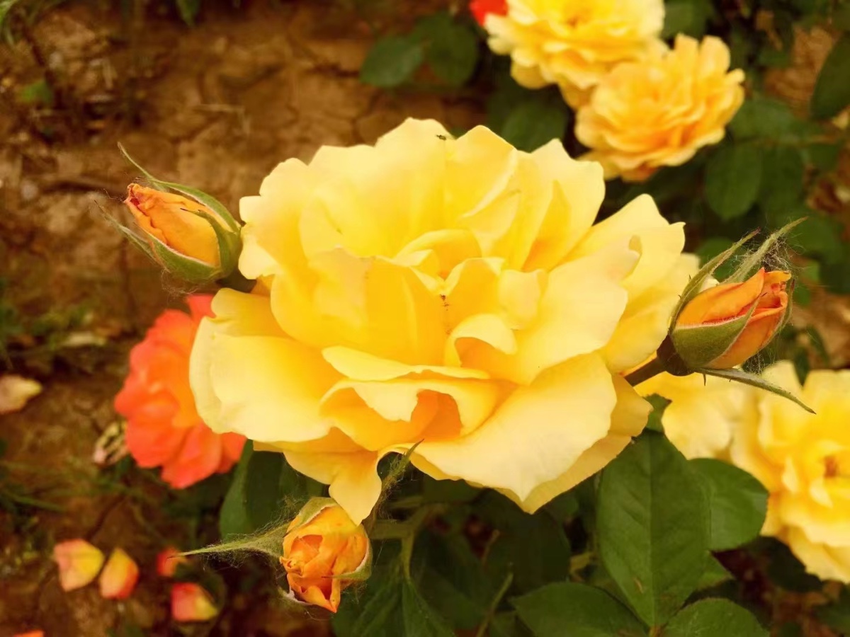 2C5BD455-90EA-4BDE-843C-A1A93DEB3B02.jpeg