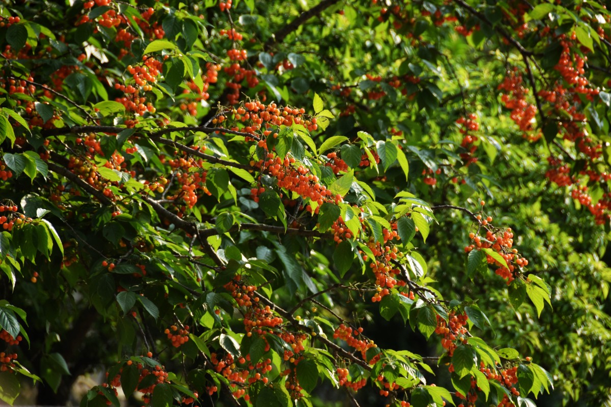 DSC_2871.JPG