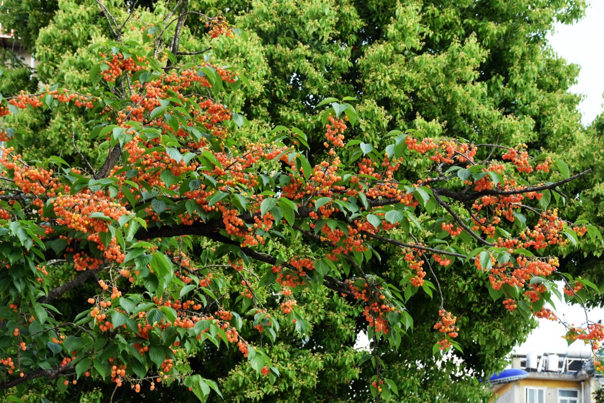 DSC_2885.JPG