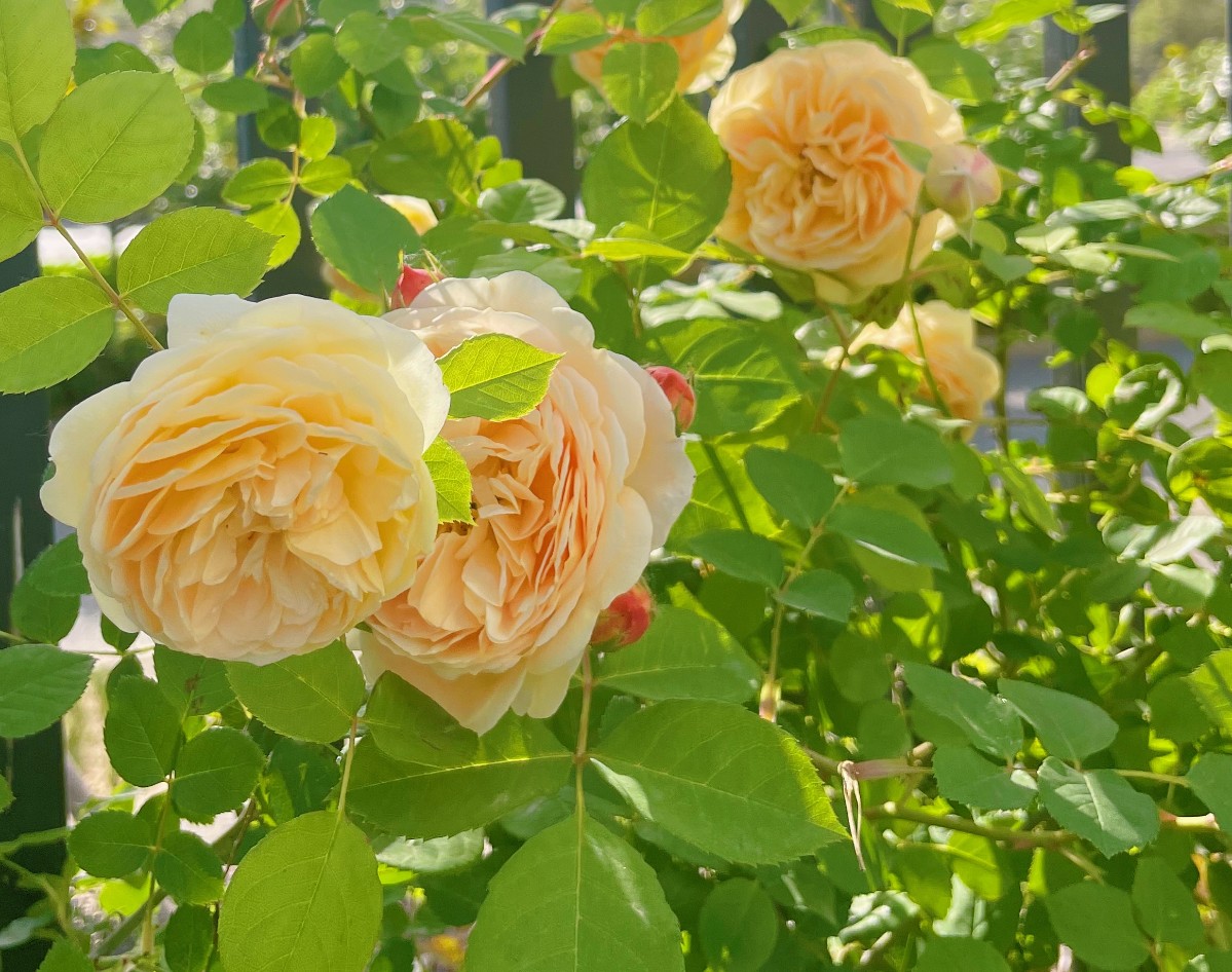 微信图片_2023050110272212.jpg 微信图片_2023050110272212.jpg