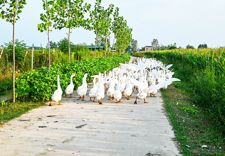 DSC_1658_副本.jpg
