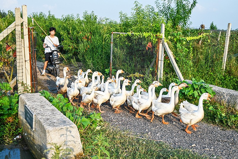 DSC_1660_副本.jpg