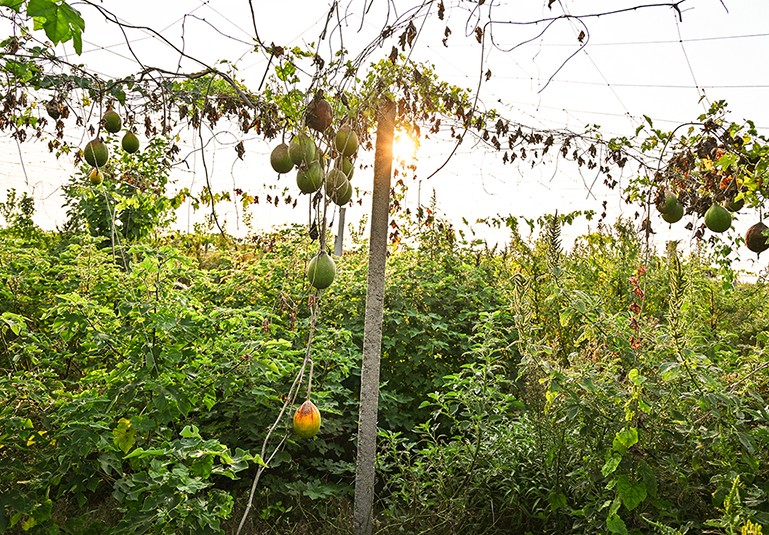 DSC_1671_副本.jpg