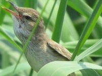 “梦里荷花”采风摄影