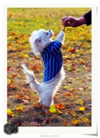 逗狗狗
