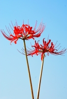花开彼岸