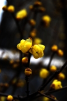 花卉