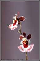 兰花（一）