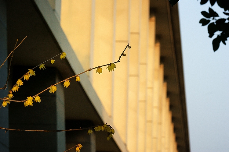 2012---梅