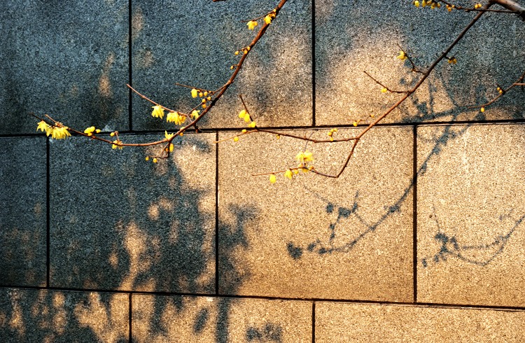 2012---梅