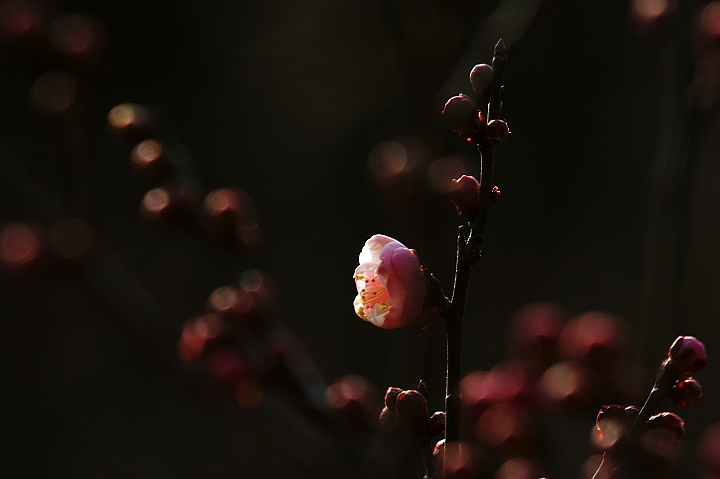 2012---梅