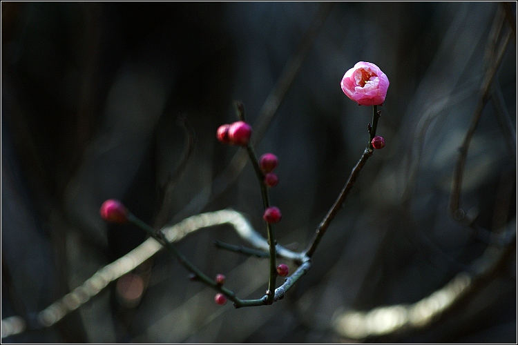 2012---梅