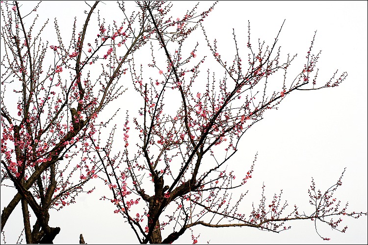 2012---梅
