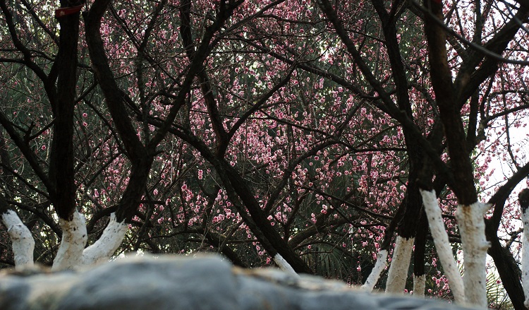 2012---梅
