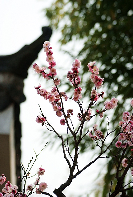 2012---梅