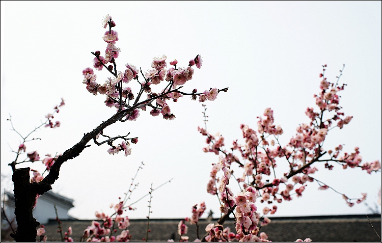 2012---梅