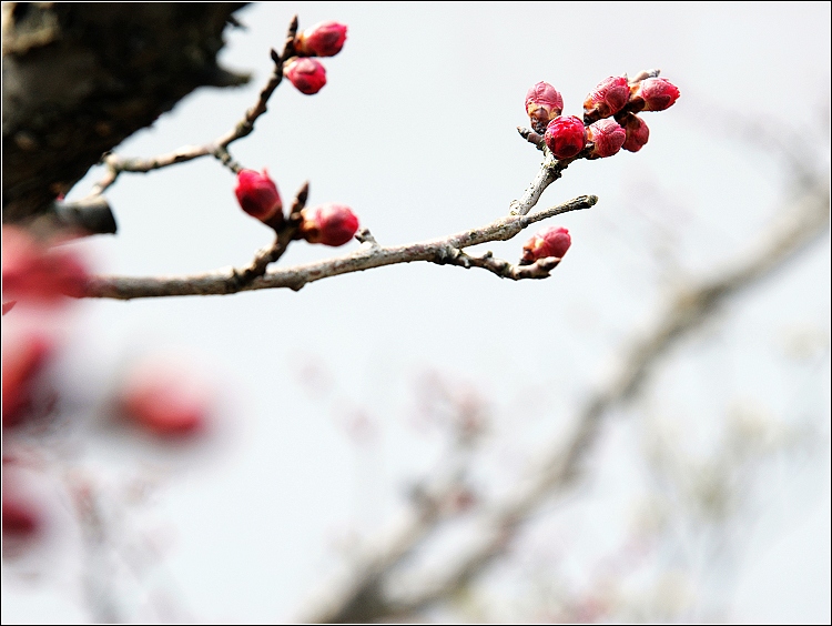 2012---梅