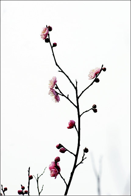 2012---梅