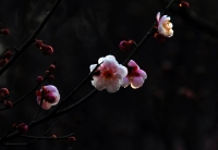 洞山梅花开