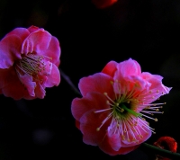 梅花习作（四）