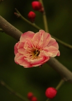 梅花习作（八）