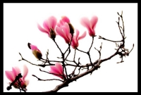 花，鸟图