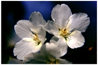 春风吹过桃花开