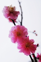 桃花颜色