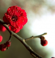 梅花习作（十三）