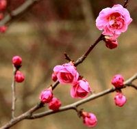 梅花习作（十四）