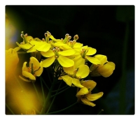 油菜花