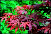 红叶胜似二月花
