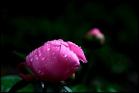 芍药花开