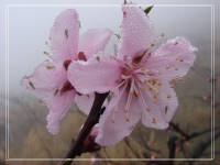 三月桃花开