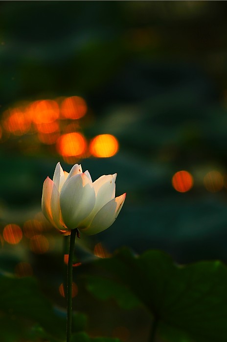 荷