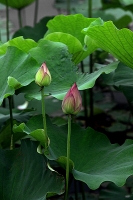 龙湖公园荷花开了