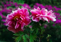 国花——牡丹