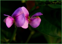 小花