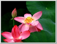 莲花竟放